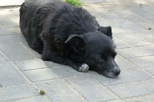 Deisy czarna kulka z charakterem,  mazowieckie War
