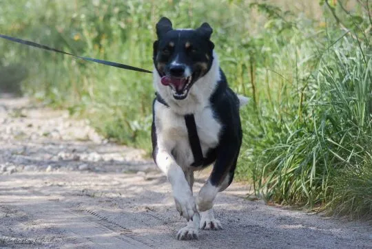 Cola - fantastyczna suczka szuka domu!  Cola to cudownie przyjacielska i radosna sunia. Od szczenięc, , Warszawa