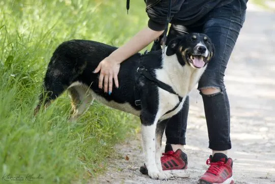 Cola - fantastyczna suczka szuka domu!  Cola to cudownie przyjacielska i radosna sunia. Od szczenięc, , Warszawa