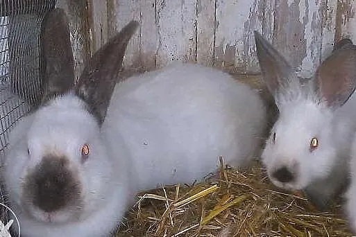 Króliki królik KC samiec i samica parka oraz młode