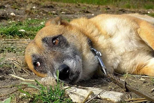 Norka-całe życie w schronisku sprawiło że przeraża