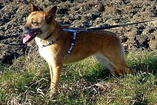 Norka-całe życie w schronisku sprawiło że przeraża