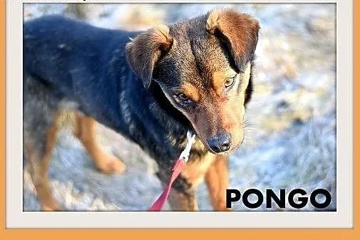PONGO,10kg,młody,rok,przyjazny,wesoły piesek.ADOPCJA,  małopolskie Kraków