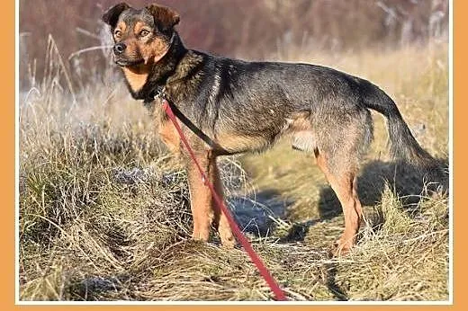 PONGO,10kg,młody,rok,przyjazny,wesoły piesek.ADOPC