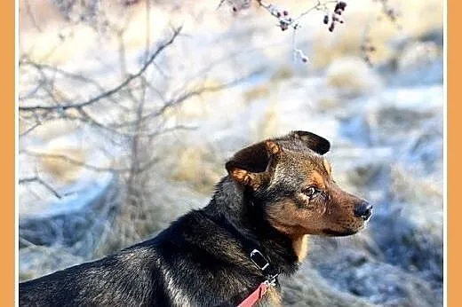PONGO,10kg,młody,rok,przyjazny,wesoły piesek.ADOPC