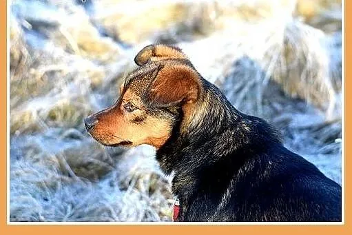 PONGO,10kg,młody,rok,przyjazny,wesoły piesek.ADOPC