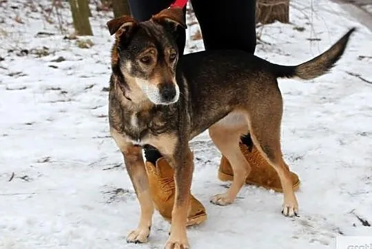 Piękna czujna Serbia szuka domu!