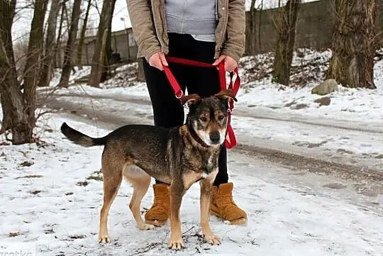 Piękna czujna Serbia szuka domu!, , Głogów