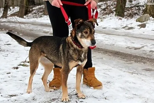 Piękna czujna Serbia szuka domu!, , Głogów