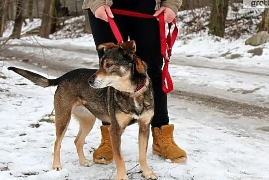 Piękna czujna Serbia szuka domu!, , Głogów