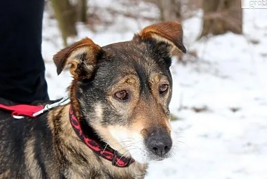 Piękna czujna Serbia szuka domu!, , Głogów