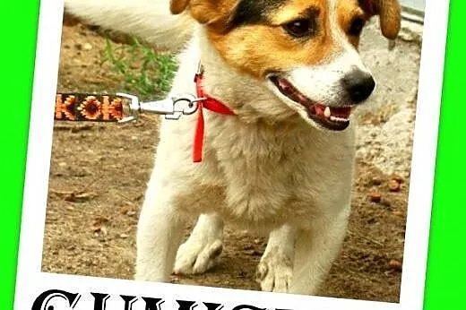 8kg,mały,wesoły,przyjazny,towarzyski piesek GUMIŚ.Adopcja,  dolnośląskie Wrocław