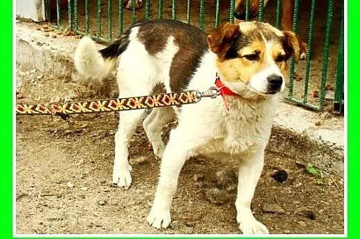 8kg,mały,wesoły,przyjazny,towarzyski piesek GUMIŚ.