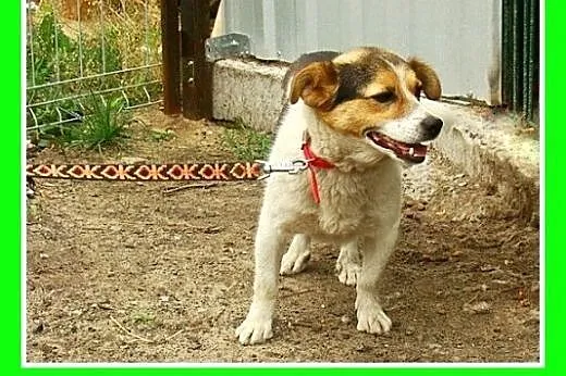 8kg,mały,wesoły,przyjazny,towarzyski piesek GUMIŚ.