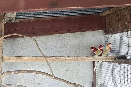 Papugi rozelle białolice rubino