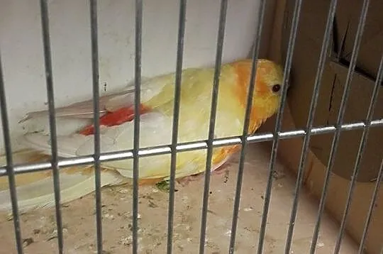 świergotka orange lutino, Śląskie, Żory
