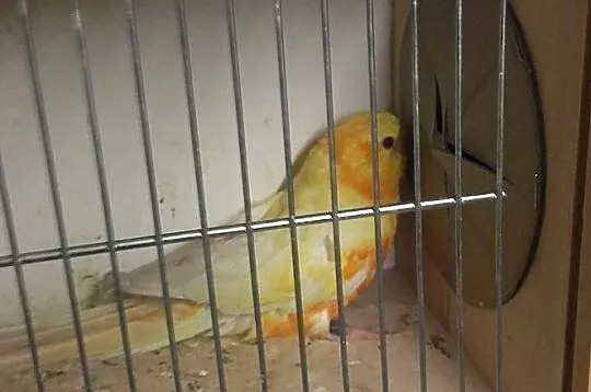 świergotka orange lutino, Śląskie, Żory