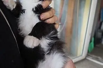 Słodki Oreo