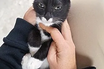Słodki Oreo