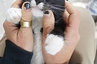 Słodki Oreo