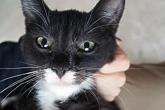 Słodki Oreo