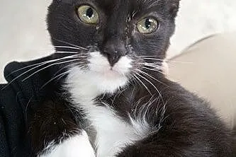 Słodki Oreo