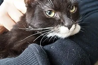 Słodki Oreo