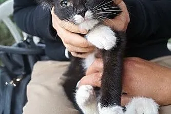 Słodki Oreo