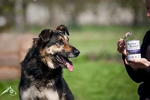 Wi Leo szybki jak błyskawica, pokocha go cała okol