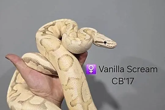 Pyton królewski vanilla scream samica