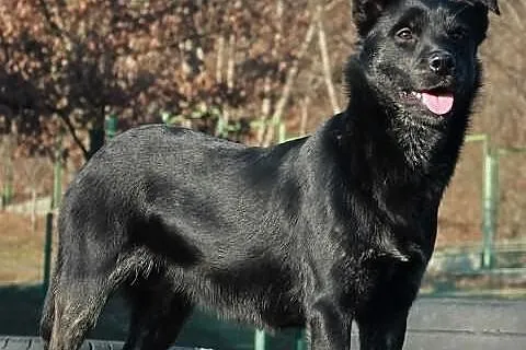 Kanga.Czy czujesz moje gorące serce?