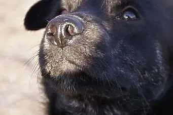 Kanga.Czy czujesz moje gorące serce?