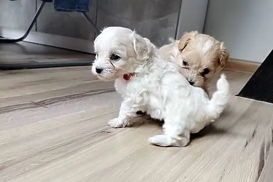 Maltipoo F1 xs
