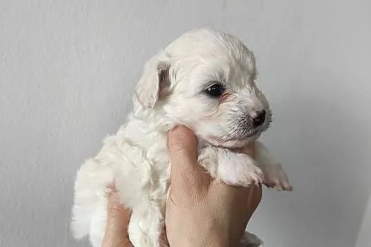 Maltipoo F1 xs, Pomorskie, Chojnice