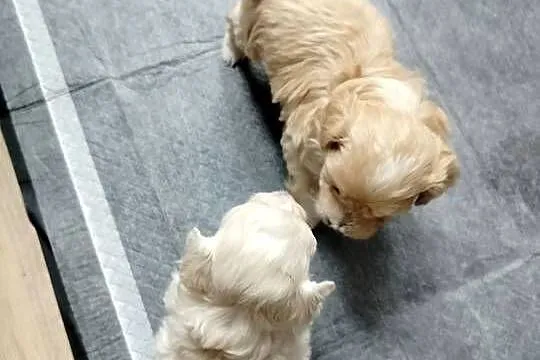 Maltipoo F1 xs, Pomorskie, Chojnice