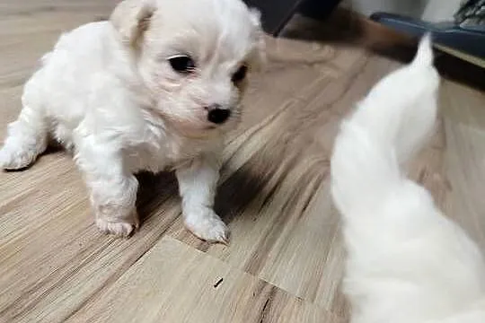 Maltipoo F1 xs, Pomorskie, Chojnice