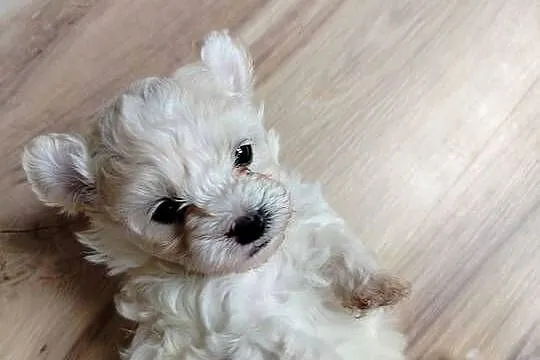 Maltipoo F1 xs, Pomorskie, Chojnice
