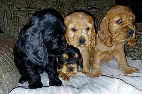 Śliczne Szczenięta Cocker Spaniel Angielski