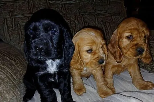 Śliczne Szczenięta Cocker Spaniel Angielski, Łódzkie, Sieradz