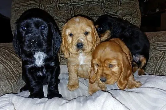 Śliczne Szczenięta Cocker Spaniel Angielski, Łódzkie, Sieradz