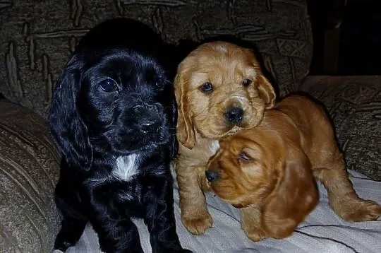 Śliczne Szczenięta Cocker Spaniel Angielski, Łódzkie, Sieradz