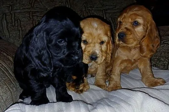 Śliczne Szczenięta Cocker Spaniel Angielski, Łódzkie, Sieradz