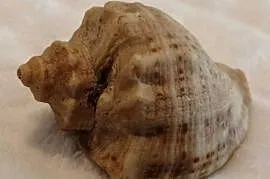 Muszla 5,1cm, 61 (Kreatywne)
