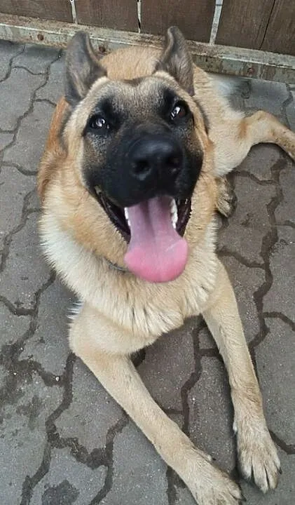 Ezop poleca się do adopcji :), mazowieckie Warsza