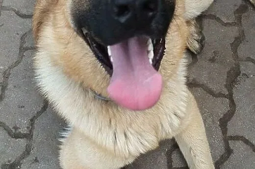 Ezop poleca się do adopcji :),  mazowieckie Warsza