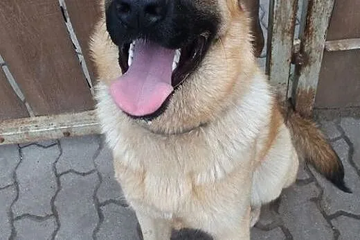 Ezop poleca się do adopcji :),  mazowieckie Warsza