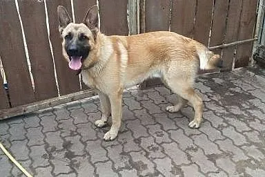 Ezop poleca się do adopcji :),  mazowieckie Warsza