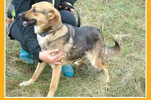 13 kg,rodzinna,wesoła,łagodna,przyjazna suczka średnia BIGUSIA.ADOPCJA,  małopolskie Kraków