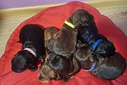 Cocker spaniel angielski