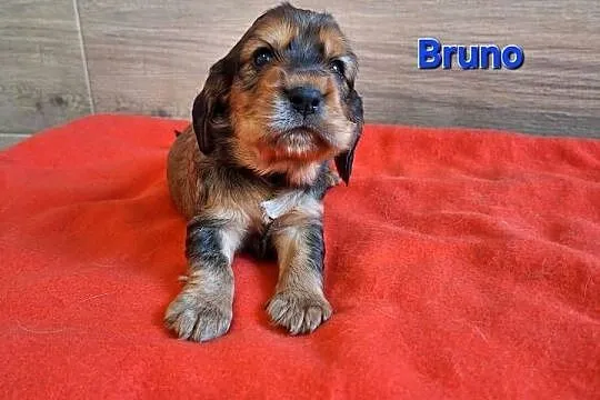 Cocker spaniel angielski, Kujawsko-pomorskie, Włocławek